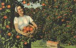 Orange Picking Time In Florida Postcard