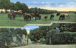 Mares And Foals, Claiborne Farm Paris, KY Postcard Postcard