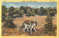 Coyote The Desert Outlaw Cowboy Western Postcard Postcard