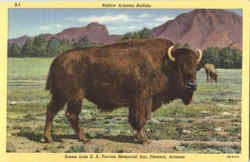 Native Arizona Buffalo, E. A. Tovrea Memorial Zoo Postcard