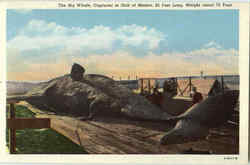 The Big Whale Postcard