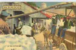 At The Cotton Gin Farming Postcard Postcard