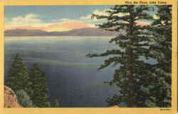 Thru The Pines Lake Tahoe Postcard