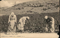 Cotton Pickers Barbados Caribbean Islands Postcard Postcard