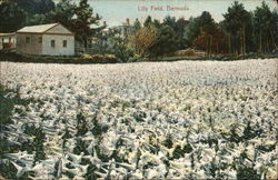 Lily Field Bermuda Postcard Postcard