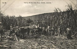 Taking off the Crop, Sugar Estate Postcard