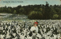 Among the Lilles in Bermuda Postcard