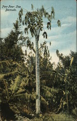 Paw-Paw Tree Bermuda Postcard Postcard