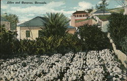 Lilies and Bananas, Bermuda Postcard Postcard