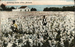 Gathering Easter Lilies Bermuda Postcard Postcard