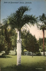 PAlm at Government House, Bermuda Hamilton, Bermuda Postcard Postcard