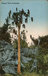 Papaw Tree Bermuda Postcard Postcard