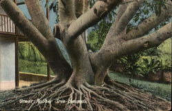 Great Rubber Tree Bermuda Postcard Postcard