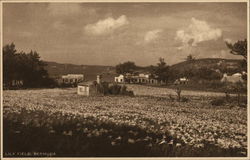 Lily Field, Bermuda Postcard Postcard