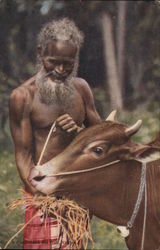 A Carter and his Bull, Ceylon Sri Lanka Southeast Asia Postcard Postcard