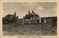 Gathering Sugarcane, Trinidad Postcard