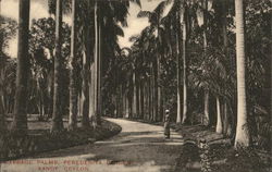 Cabbage Palms, Peredeniya Gardens Postcard