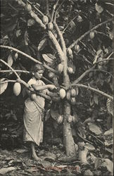 Cocoa Gathering (Ceylon) Postcard