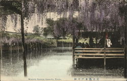 Wisteria Blossom, Kameido Postcard