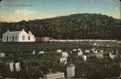 Onion Field Postcard