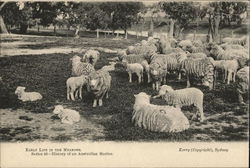 Australian Merino Postcard