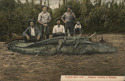 A good day's Work - Alligator Hunting in Panama Postcard Postcard