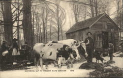 Gathering Sap in Vermont Maple Orchard Postcard