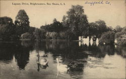 Lagoon Drive, Bay Shore Postcard