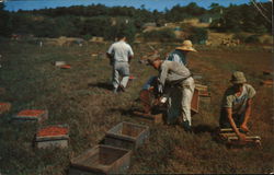 Cranberry Picking Postcard