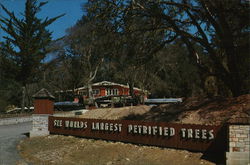 Sign: See World's Largest Petrified Trees Santa Rosa, CA Postcard Postcard Postcard