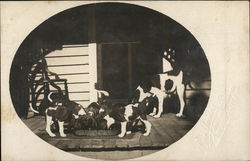 A liter of Black and White Puppies eat together on a Porch while Mom Watches. Postcard