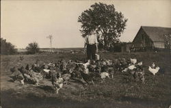 Feeding the Chickens Postcard Postcard Postcard