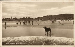 People and dogs on the Beach Postcard