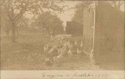 Lots of Chickens Farming Postcard Postcard Postcard