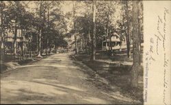 Street-Level View of Tree-Lined Avenue Postcard