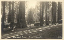 Redwood Cabins, Giant Forest Postcard