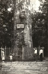 Big Tree Park - Oldest and Largest Cypress Tree in U.S.A. Postcard