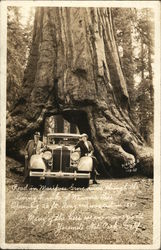 The Wawona Tree, Mariposa Grove Yosemite National Park Postcard Postcard Postcard