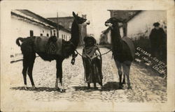 Local With Llamas Ecuador South America Oza Postcard Postcard Postcard