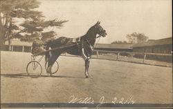 "Willie J." - Harness Racing Horse Racing Postcard Postcard Postcard