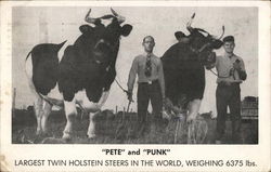 Pete and Punk Cows & Cattle Postcard Postcard Postcard