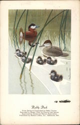 Ruddy Duck From Series Four Birds Postcard Postcard Postcard