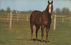 "Shanghai Pierce", Quarterhorse Horses Postcard Postcard Postcard