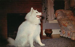 "Sibi" A Siberian Samoyed from champion Stock. Postcard