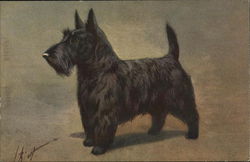 Scotch Terrier Postcard