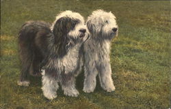 Two English Sheepdogs Standing Side-by-Side Postcard