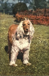 Afghan Hound Dogs Postcard Postcard Postcard