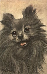 Closeup Drawing of Pomerian Breed's Face Dogs Postcard Postcard Postcard