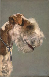 Profile of Fox Terrier's Head Dogs Postcard Postcard Postcard