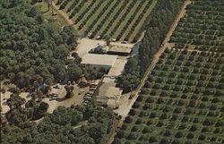 Aerial View of Blood's Hammock Groves Postcard